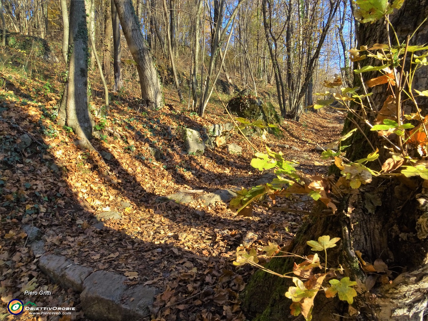33 Il sentiero-mulattiera attraversa bosco di alti carpini neri.JPG